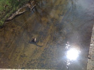 bird Why is that goose just sitting there?