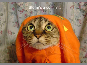 Funny-Animals-Storm-s-a-comin