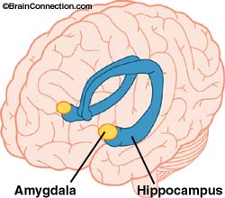 Amygdala-hippocampus