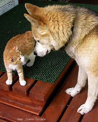 photo by flickr user Halo Efekti